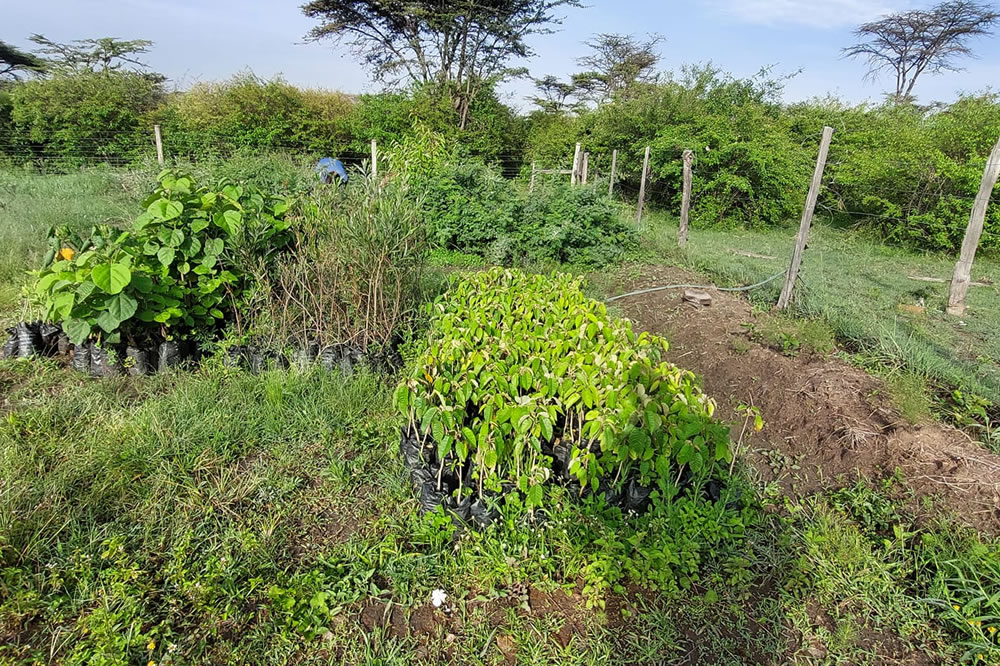 environmental conservation